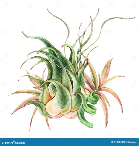 Watercolor Tropical Leaves Air Plant Tillandsia Botanical Illustration