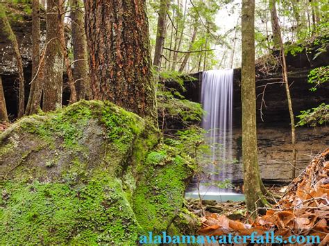 Bankhead National Forest Trip Guide Alabama Waterfalls