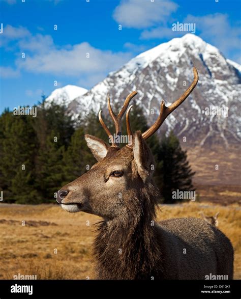 Young Red Deer Stag Scottish Highlands Stock Photo Alamy