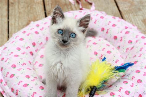 Balinese Blue Point Cat Dogs And Cats Wallpaper