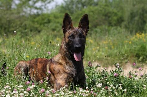 Dutch Shepherd The Complete Breed Guide All Things Dogs