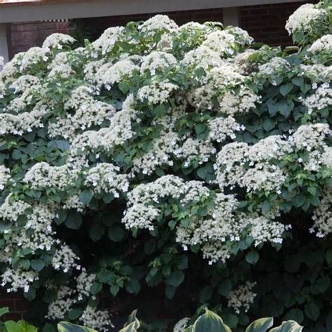 Many vines are tropical plants, therefore, they only grown during summer time in. zone 4 perennial flowering vines | Climbing hydrangea