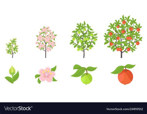 Apple Tree Growth Stages Royalty Free Vector Image