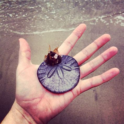 I Had Never Found A Whole Sand Dollar Until This Moment In This