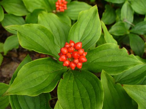 Cornus canadensis - Bunchberry berries | Plants, Ground cover, Native ...