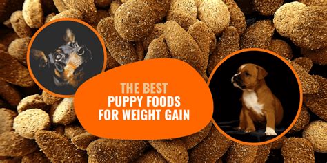 Great for nursing mothers and puppies. 5 Best Puppy Foods for Weight Gain - Mass Builders & Reviews