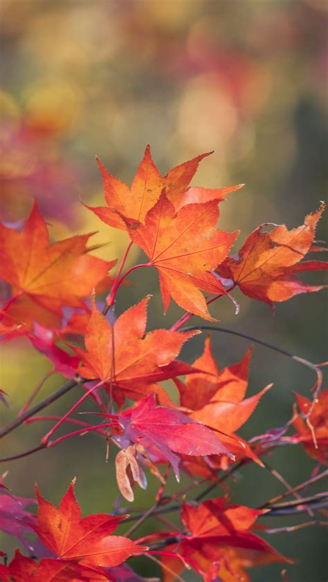 Download Wallpaper 1080x1920 Maple Leaves Branches Macro Autumn