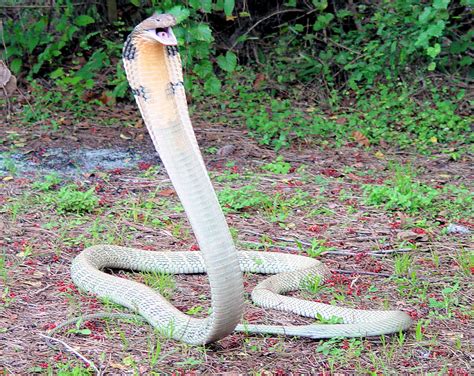 Snakes Poisonous Snakes Of India King Kcobra Ophiophagus Hannah