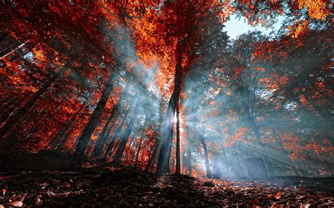 Nature Mist Landscape Leaves Forest Sun Rays Fall