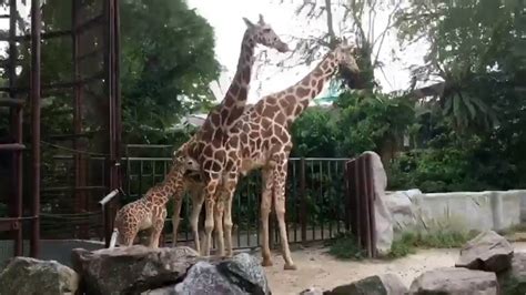 A visit to National Zoo Kuala Lumpur Malaysia  YouTube