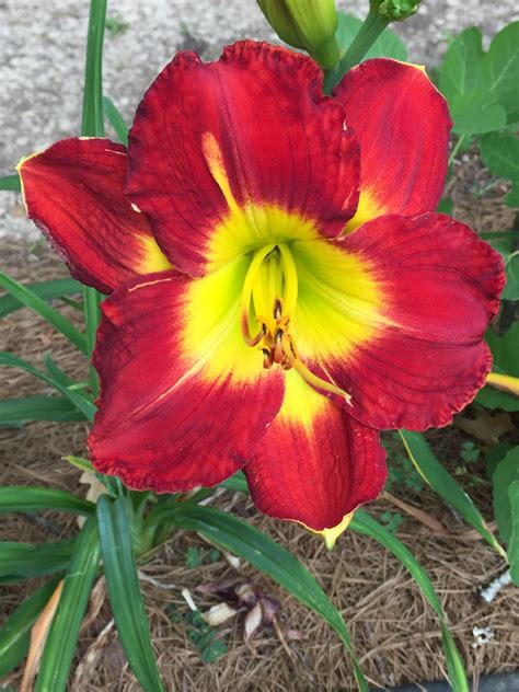 All daylily photos were taken by cynthia gibson and may not be reproduced or distributed without written consent. Passion for Red | Daylily garden, Day lilies, Sun perennials