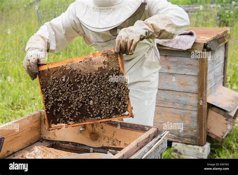 June Agriculture Apiary Bee Beehive Beekeeper Beeswax Box Bushes Cap Colony Day Farm Frame Grass