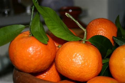 Oranges Mandarins Tangeloes Tangerines Clementines Aroma Cucina
