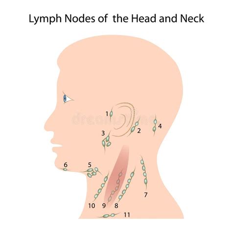 Diagram Of Neck Lymph Nodes