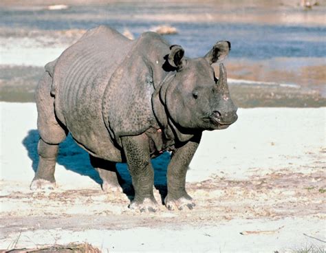 Indian Rhinoceros Description Population And Facts Britannica
