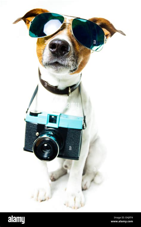 Dog Photo Camera Stock Photo Alamy