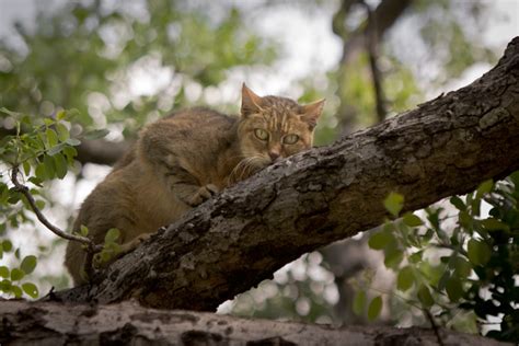 A Closer Look At The African Wildcat Africa Geographic