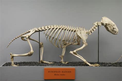 European Badger Meles Meles Skeleton Skull And Bones Anatomy For