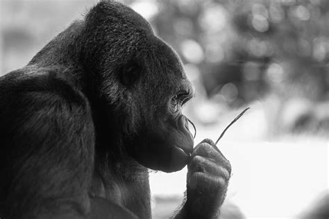 Thinking Gorilla Stephen Moehle Flickr