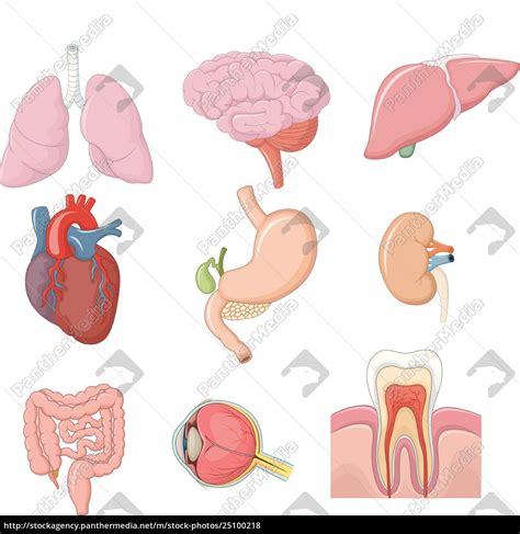 Internal Organs Diagram Human Internal Organs Diagram Stock Image