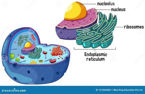 Magnified Animal Cell Diagram Stock Vector Illustration Of Cell