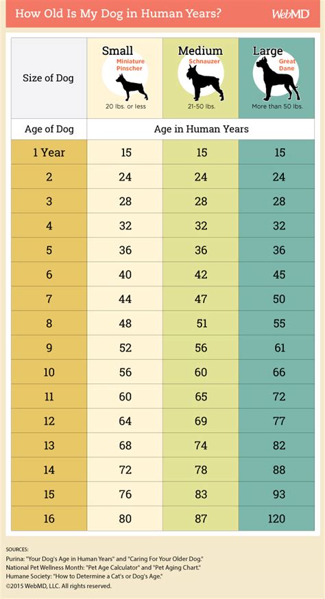 Understanding “dog Years” Urban Paws