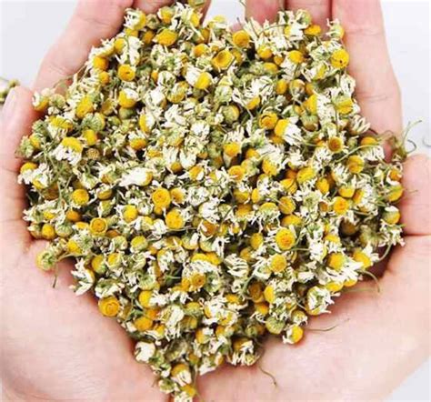 Chamomile Dried Flowers 100 Natural Wild Organic Handpicked Etsy