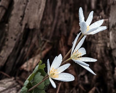 Bloodroot A Beautiful Little Woodland Wildflower Jaros 2ron Flickr