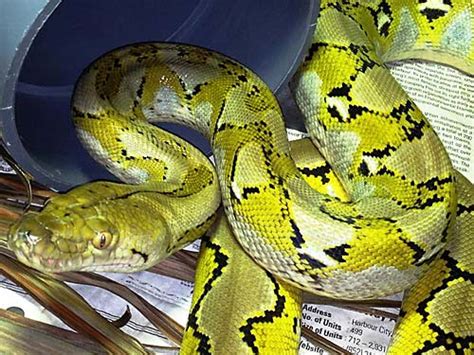 Reptiles Repatriated To Philippines Wildlife Trade News From Traffic