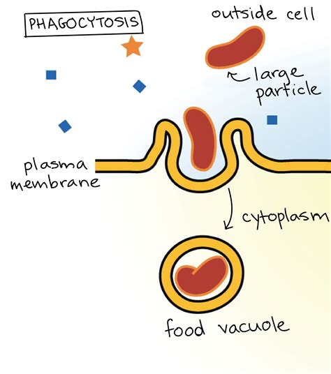 Phagocytosis A Form Of Bulk Transport Biology College Biology Units