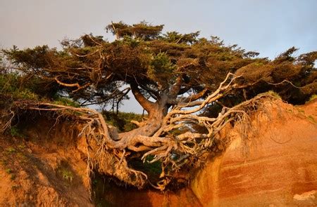 The Story Behind the Kalaloch Tree of Life