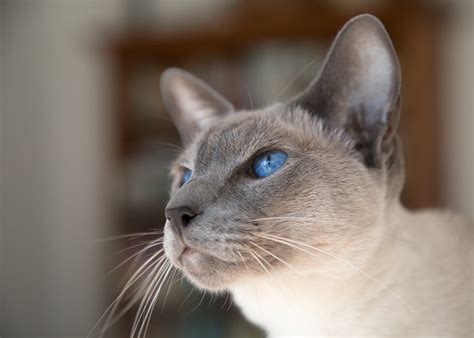 The siamese cat is one of the pedigree cat breeds most commonly found as a component breed in pedigree hybrids, with several breeds owing some part of their formation to siamese origins. Siamese Cat Pictures and Information - Cat-Breeds.com