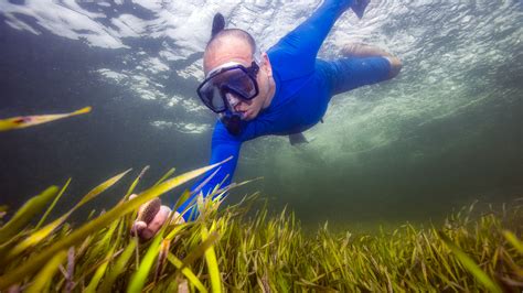 Healthy Seagrass Forms Underwater Meadows That Harbor Diverse Marine