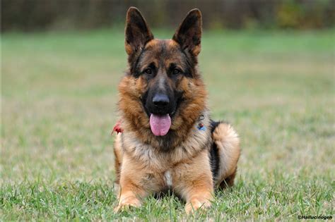 German Shepherds Ears Pricked Up Wallpapers And Images