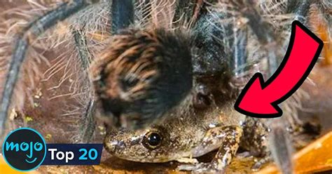 Top 10 Weirdest Real Animal Relationships Articles On