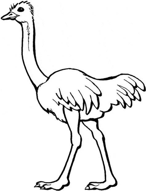 A pop of color will bring this printable coloring pack to life. Ostrich coloring - Free Animal coloring pages sheets Ostrich