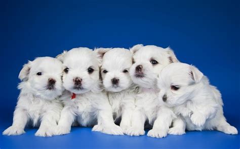 1920 x 1200, 220 kb. Download wallpapers little white puppies, bichon, cute animals, pets, family, dogs for desktop ...