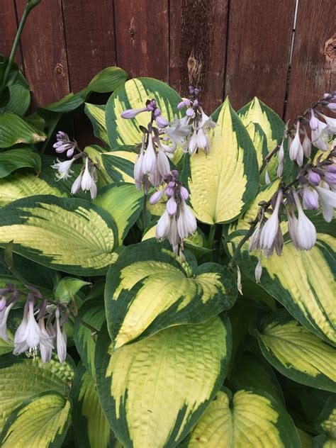 Hosta Alligator Alley Picturethis