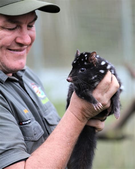 Largest Ever 50 Eastern Quolls Released Back Into The Wild On Mainland