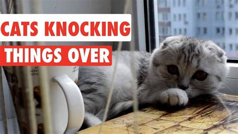 Cats Knocking Things Over Funny Cat Compilation World Cat Comedy