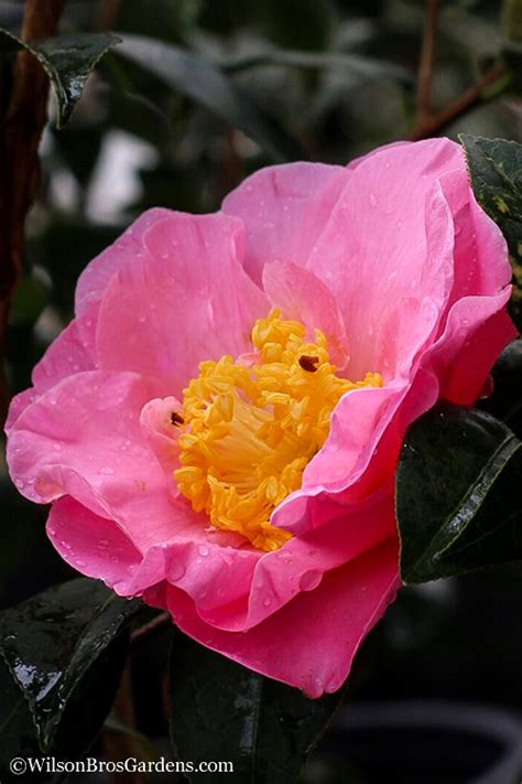 Buy Pink Icicle Camellia Free Shipping Wilson Bros Gardens 3