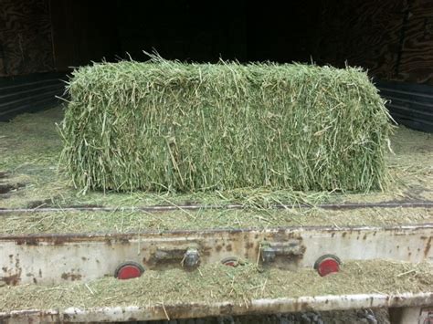 Western Alfalfa Square Hay Bale At Cherokee Feed And Seed Ball Ground And