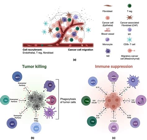 Schematic Representation Of The Tumor Microenvironment And Its Cellular