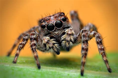 Habits and Traits of Jumping Spiders | Jumping spider, Spider bites
