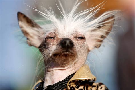 Worlds Ugliest Dog Contestants Through The Years