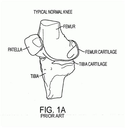 Anatomy coloring books are a great way for nurses, medical students, and artists to improve their knowledge of the human body. Anatomy And Physiology Coloring Pages Free - Coloring Home