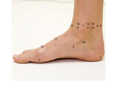 Foot Surface Anatomy - Anatomy Diagram Book