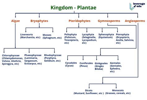 Classnotes Kingdom Plantae Class 11 Notes Pdf Download Riset