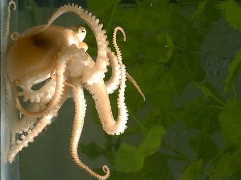 Octopus Genome Reveals Sea Creatures Secrets Chicago News Wttw