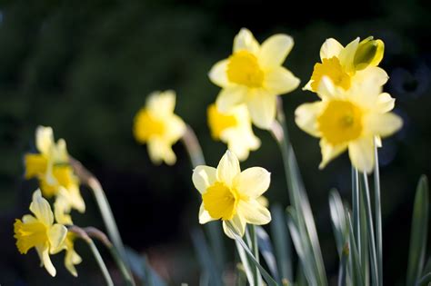 Pretty Dainty Yellow Spring Daffodils 9055 Stockarch Free Stock Photo